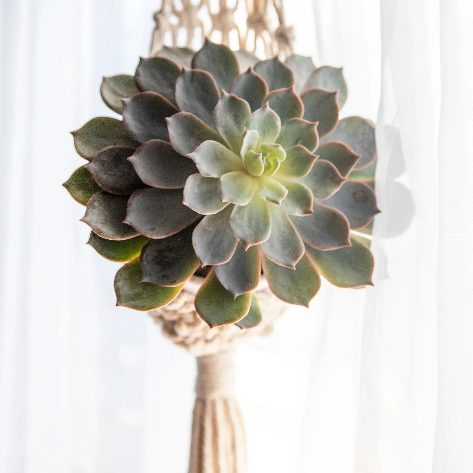 Extended Droplet Charming Macrame Plant Hanger